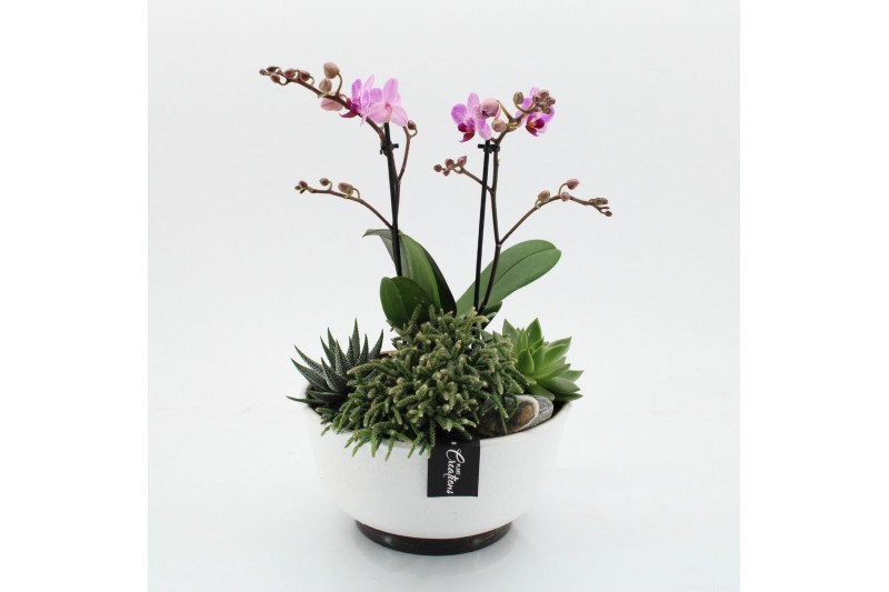 Phalaenopsis PHAL-2516RZ Phalaenopsis creatie 4 pp Phalaenopsis PHAL-2516RZ Phalaenopsis creatie 4 pp