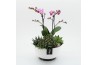 Phalaenopsis PHAL-2516RZ Phalaenopsis creatie 4 pp
