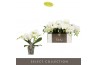 Phalaenopsis wit Tablo - Champagne - 3 tak