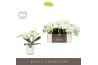 Phalaenopsis wit Tablo - Champagne - 3 tak - Molise White Aquo
