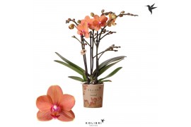Phalaenopsis multiflora anthura bolzano Kolibri Orchids Phalaenopsis B