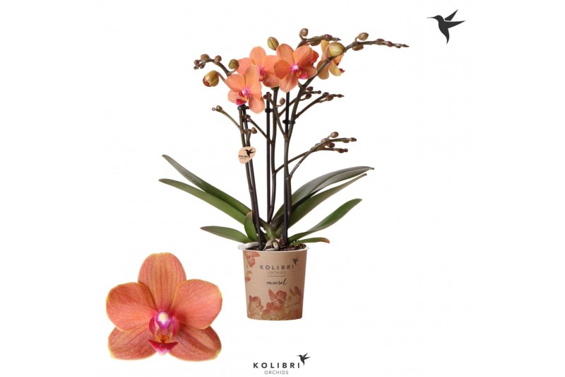 Phalaenopsis multiflora anthura bolzano Kolibri Orchids Phalaenopsis B Phalaenopsis multiflora anthura bolzano Kolibri Orchids Phalaenopsis B
