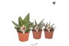 Aloe mix Kolibri Greens Succulenten Aloe mix 1 pp  cm diameter