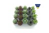 Sempervivum mix