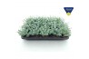 Sedum sieboldii