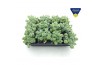 Sedum sieboldii mediovariegatum