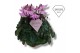 Cyclamen pers. super serie petticoat Exclusive® lightpink 