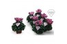 Cyclamen pers. odora Exclusive® tweekleurig