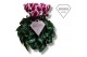 Cyclamen pers. odora Exclusive® tweekleurig 