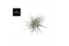 Tillandsia super silver 0851