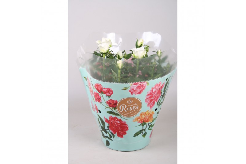 Rosa favourite white Rosa Favourite Roses white schaal +seizoenshoes Rosa favourite white Rosa Favourite Roses white schaal +seizoenshoes