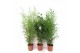 Phyllostachys aurea Bamboo mix 