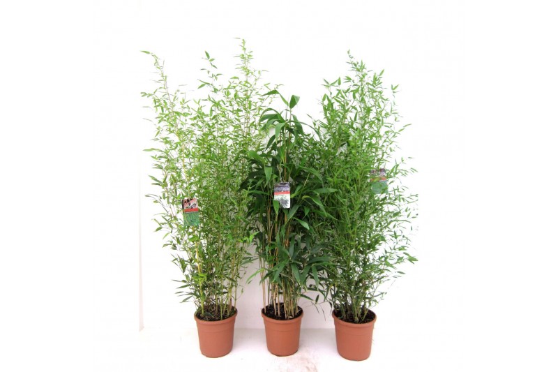 Phyllostachys aurea Bamboo mix 