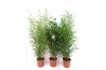 Phyllostachys aurea Bamboo mix