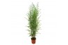 Phyllostachys bissetii