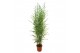 Phyllostachys aurea 
