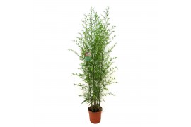 Phyllostachys aurea