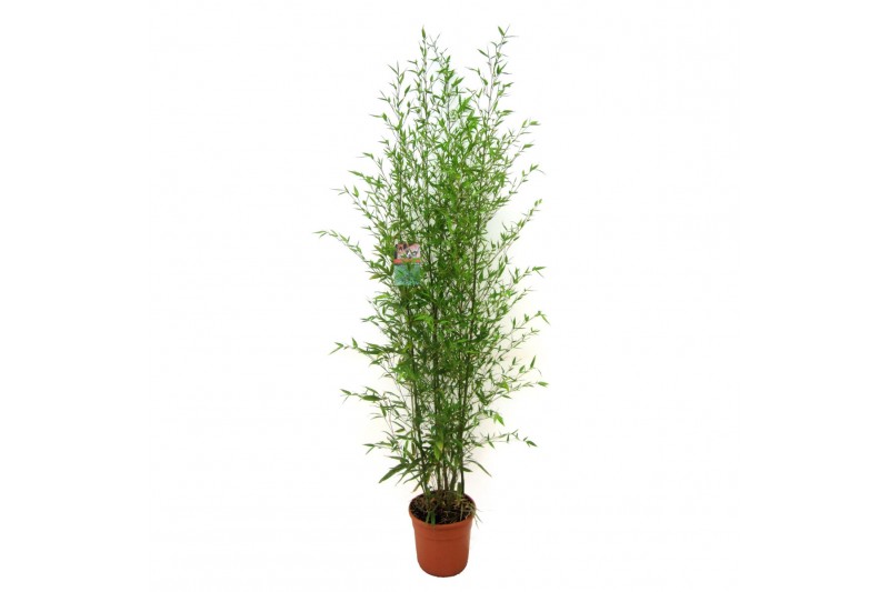 Phyllostachys aurea 