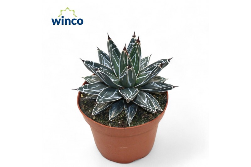 Agave victoriae-reginae 