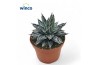 Agave victoriae-reginae