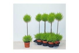 Cupressus macr. goldcrest wilma duobol