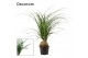 Beaucarnea recurvata bol decorum 