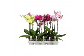 Phalaenopsis mix Funda A2 1-2T Mix 40 cm 5 bl. 1 tak/plnt