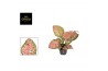 Aglaonema jazzy red
