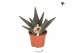 Gasterhaworthia royal highness Kolibri Greens Succulenten Haworthia Ro 