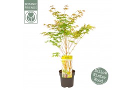 Acer palmatum bi hoo