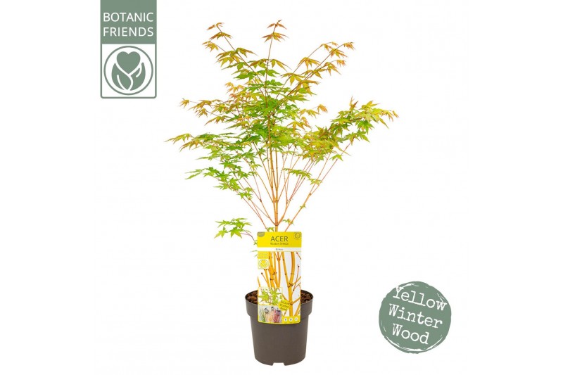 Acer palmatum bi hoo 
