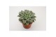Echeveria Echeveria Mexico,1 bl.,1 bl. 