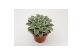 Echeveria Echeveria Mexico,1 bl.,1 bl.