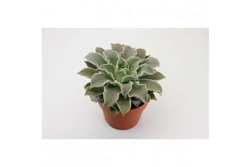 Echeveria Echeveria Mexico,1 bl.,1 bl. 