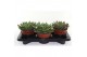 Echeveria Echeveria Mexico,1 bl.,1 bl. 