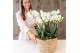 Phalaenopsis wit Kolibri Orchids Mono - 8 tak Ghent - Reed Basket 