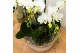 Phalaenopsis wit Kolibri Orchids Mono - 8 tak Ghent - White Basket 