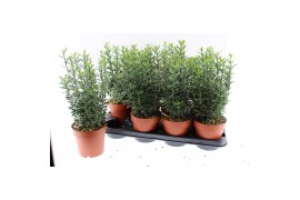 Euonymus jap. microphyllus albovariegatus Euonymus japonica Micropyllu
