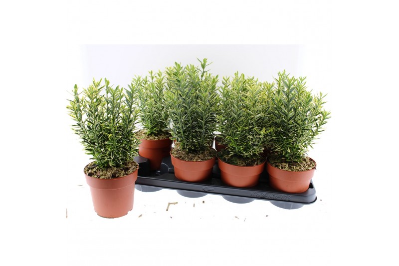 Euonymus jap. microphyllus aureovariegatus Euonymus Japonica Micro Aur 
