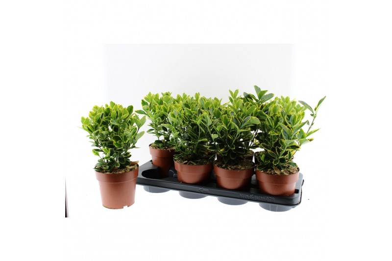 Euonymus aureomarginatus Euonymus japonica Aureomarginatus 4 pp 