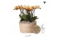 Phalaenopsis multiflora anthura las vegas Kolibri Orchids Mono - 8 tak 