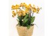 Phalaenopsis multiflora anthura las vegas Kolibri Orchids Mono - 8 tak 
