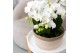 Phalaenopsis multiflora wit Kolibri Orchids Mono - 8 tak Lausanne - Wh 