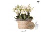 Phalaenopsis multiflora wit Kolibri Orchids Mono - 8 tak Lausanne - Re