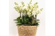 Phalaenopsis multiflora wit Kolibri Orchids Mono - 8 tak Lausanne - Re 