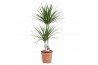 Dracaena marginata 2pp - 45-15