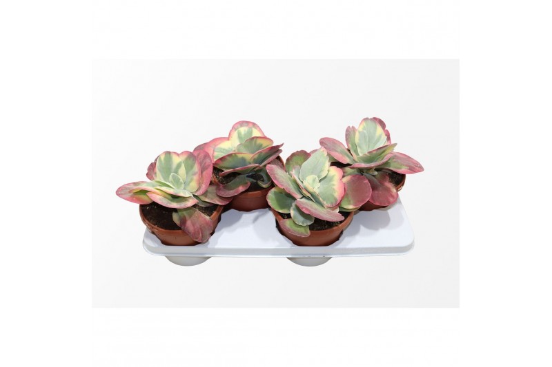 Kalanchoe thyrsiflora variagata 