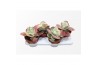 Kalanchoe thyrsiflora variagata
