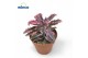 Kalanchoe daigremontiana pink butterfly 