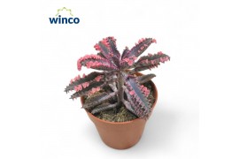 Kalanchoe daigremontiana pink butterfly